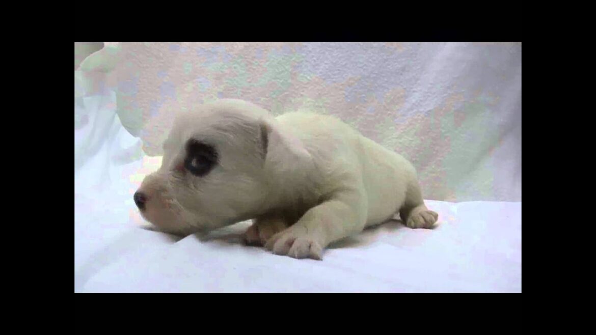 シーリハムテリアの子犬