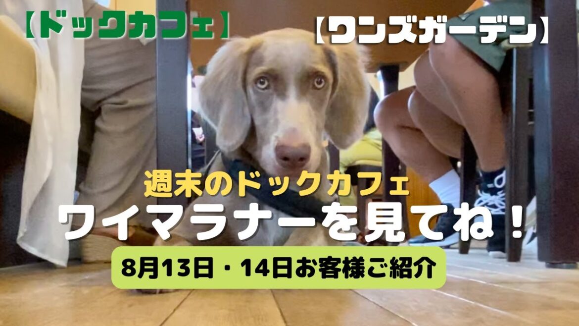 ワイマラナーって知ってる？【8月13日・14日お客様ご紹介】