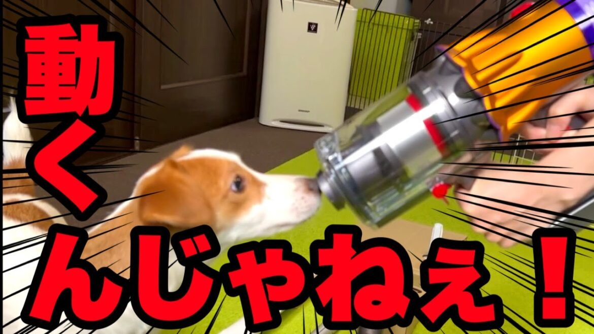 【緊迫】ママさんが新兵器導入でパニック！［しゃべる犬 ジャックラッセルテリア］