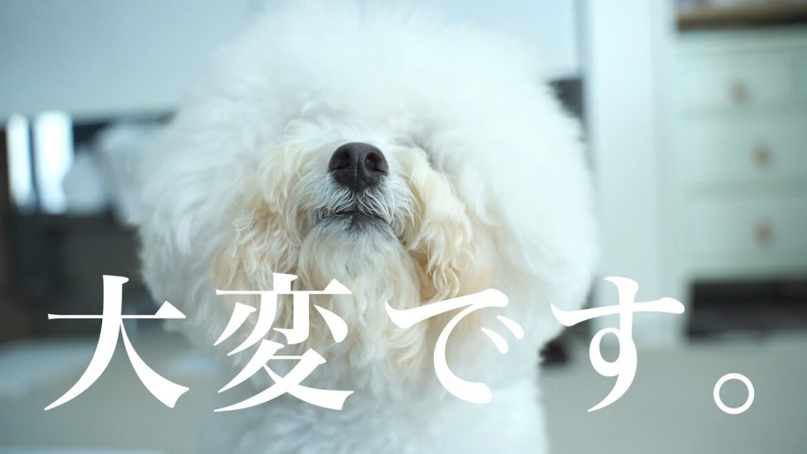 ビションフリーゼの毎日のお手入れ方法