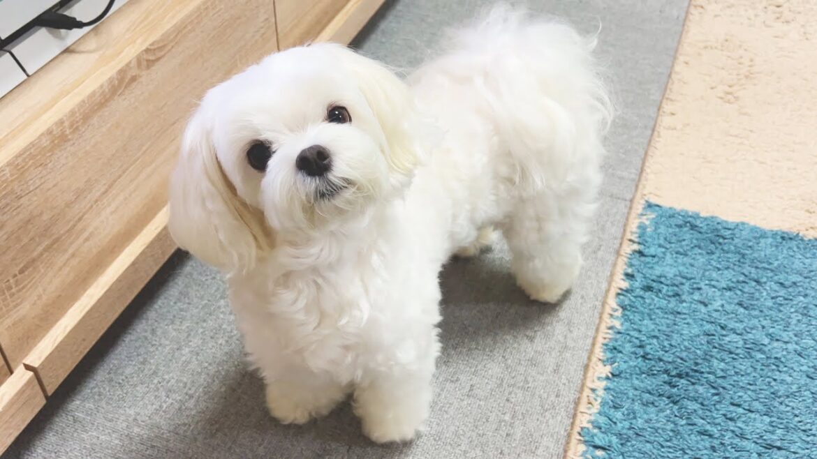 運動不足の愛犬を運動させたらとんでもなく可愛かった【マルチーズ】