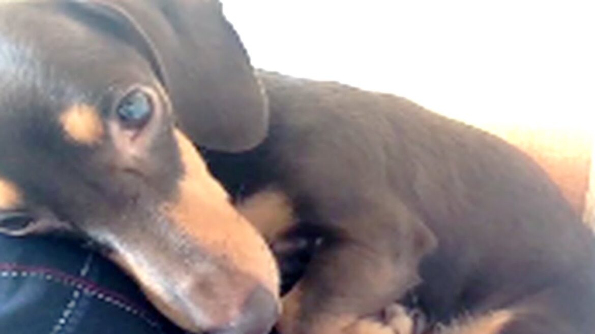 甘える犬 ミニチュアダックスフンド Dog fawn miniature dachshund 『ミニチュアダックス3姉妹物語』