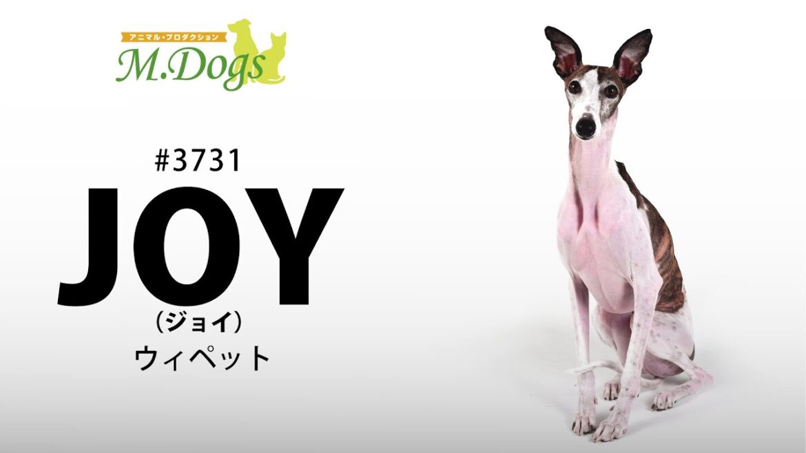 ペットモデル#3731 ウィペット「JOY(ジョイ)」