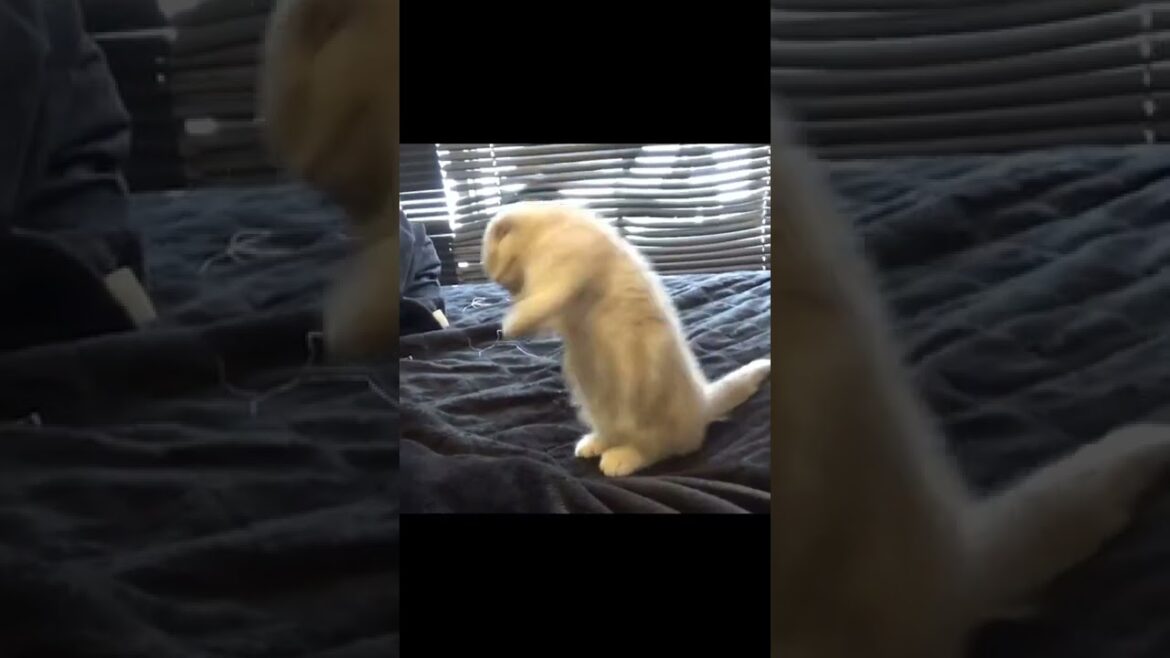 二足立ちを覚えたての短足マンチカンの子猫