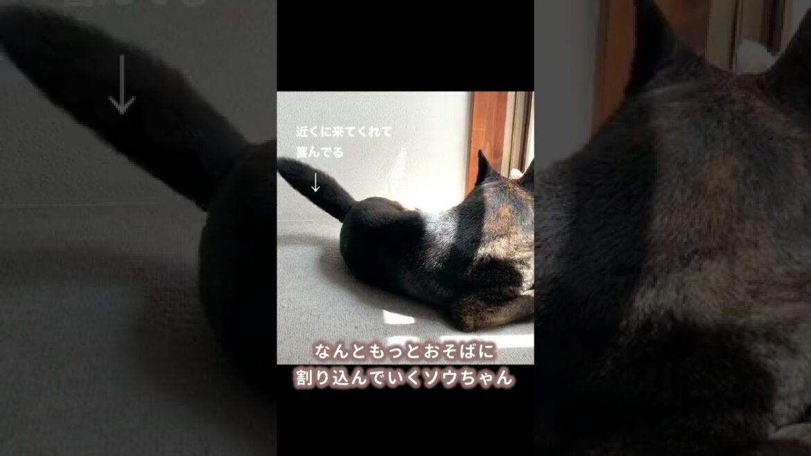 甲斐犬は凶暴？いいえ、猫とも超仲良しです。 #shorts