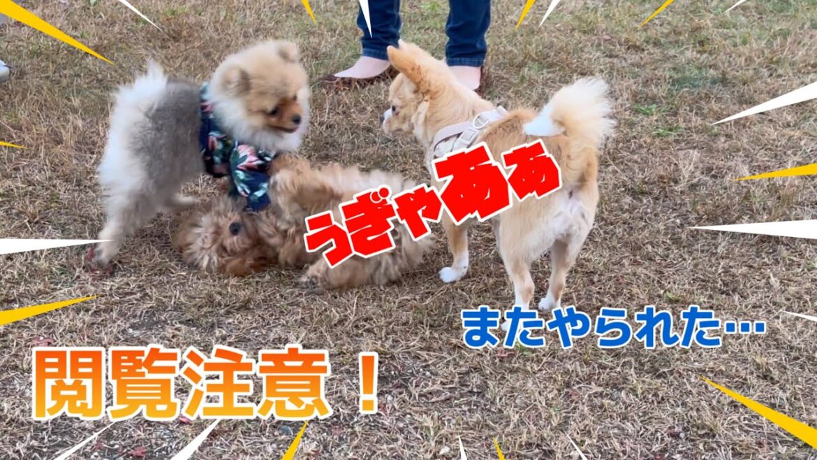 【閲覧注意】愛犬のトイプードルがまたやられて心が折れました泣　連敗中で折れた心は復活するのか！？