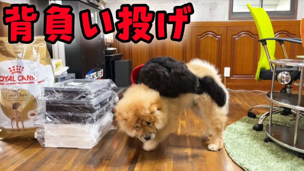 大型犬の子犬同士を会わせたら激しすぎたw(生後5ヶ月)