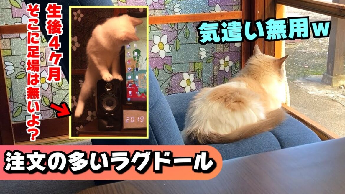注文の多いラグドール、結局いつものよく見る光景へ！！（おまけ）生後４か月頃のおもしろ映像ｗｗｗ【猫のナレーション】