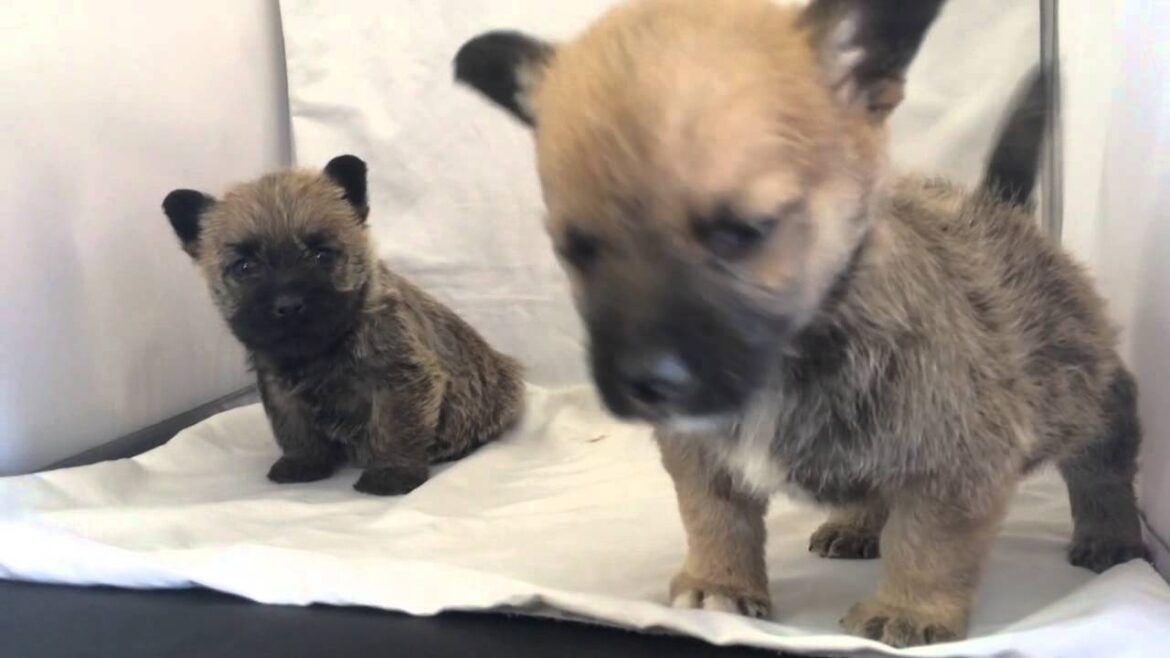 ケアーンテリア子犬2