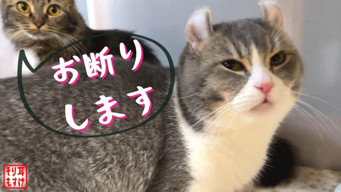 発情前のメス猫に交尾を迫り断られてしまったオス猫の末路