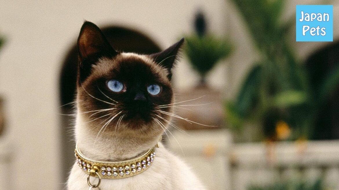 高貴な猫！美しい瞳で根強い人気のシャムを飼いたい！性格や価格は？ - Japan Pets
