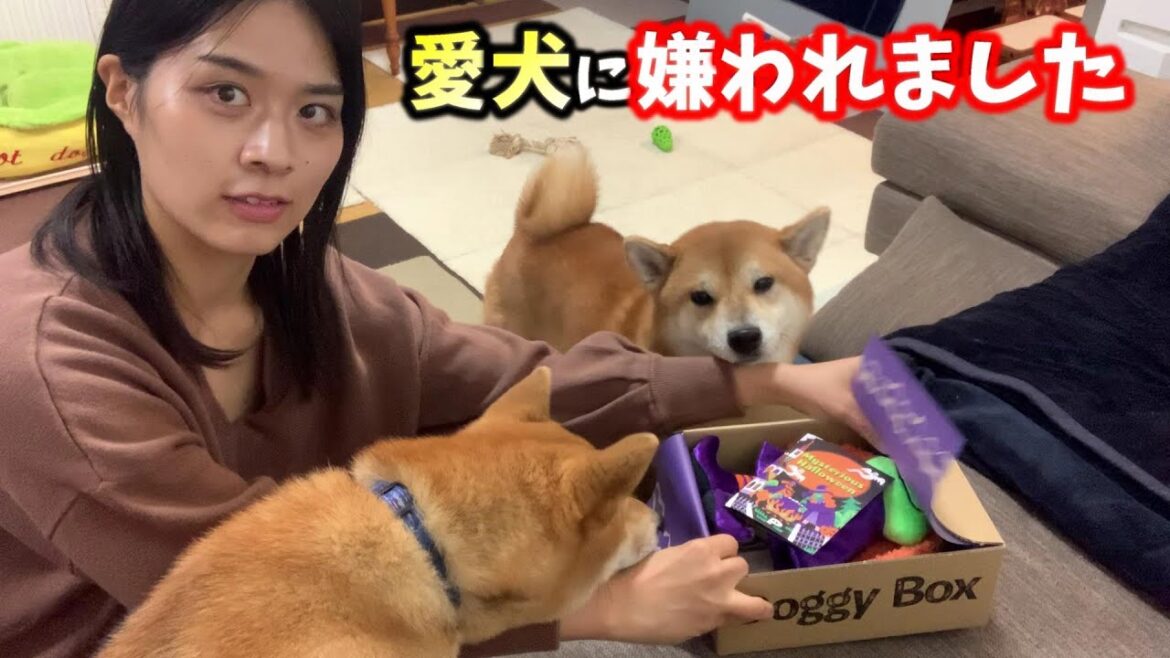 ハロウィンのおやつだけもらって心を開かない柴犬はその後どうなるのか⁉ ハロウィンのおやつだけもらって心を開かない柴犬はその後どうなるのか⁉