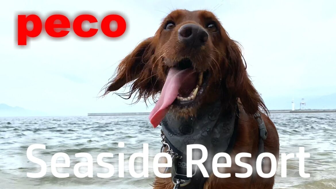 Seaside Resort（peco）　アイリッシュセター（アイリッシュセッター）Irish Setor（Irish Setter）