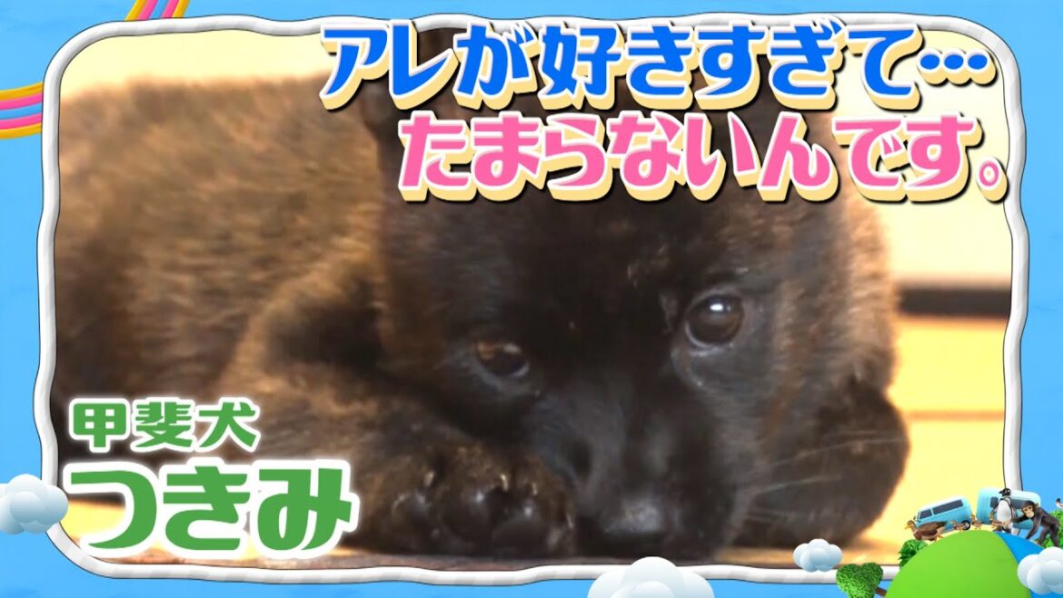 スタッフ困惑！？甲斐犬つきみ（０歳）が大好きすぎるものとは？【みんなのどうぶつ園公式】Japanese dogs, Kai-inu's favorite thing! CUTE ANIMALS