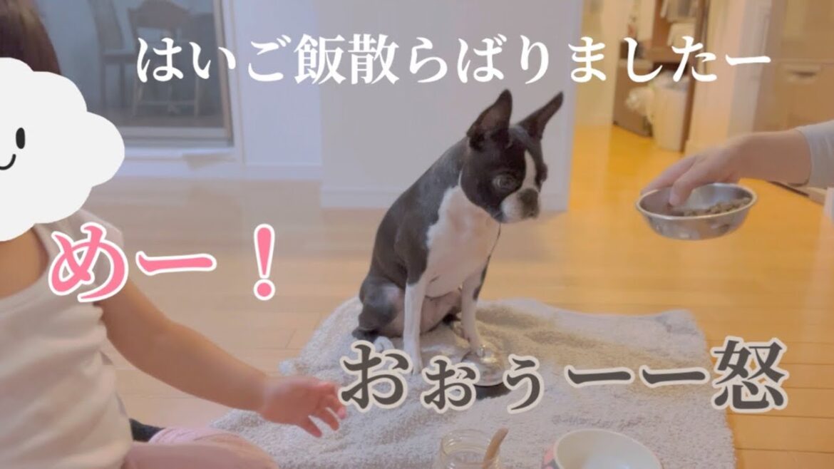 カオスな状況下でも平常心で技を練習できる集中力のある犬はこちら【ボストンテリア】