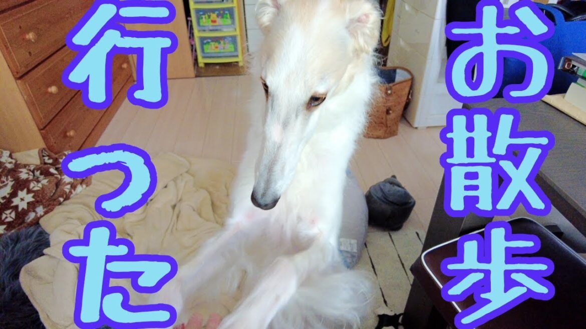 【ボルゾイ】お散歩を楽しむ大型犬と新しいカメラ【超大型犬】