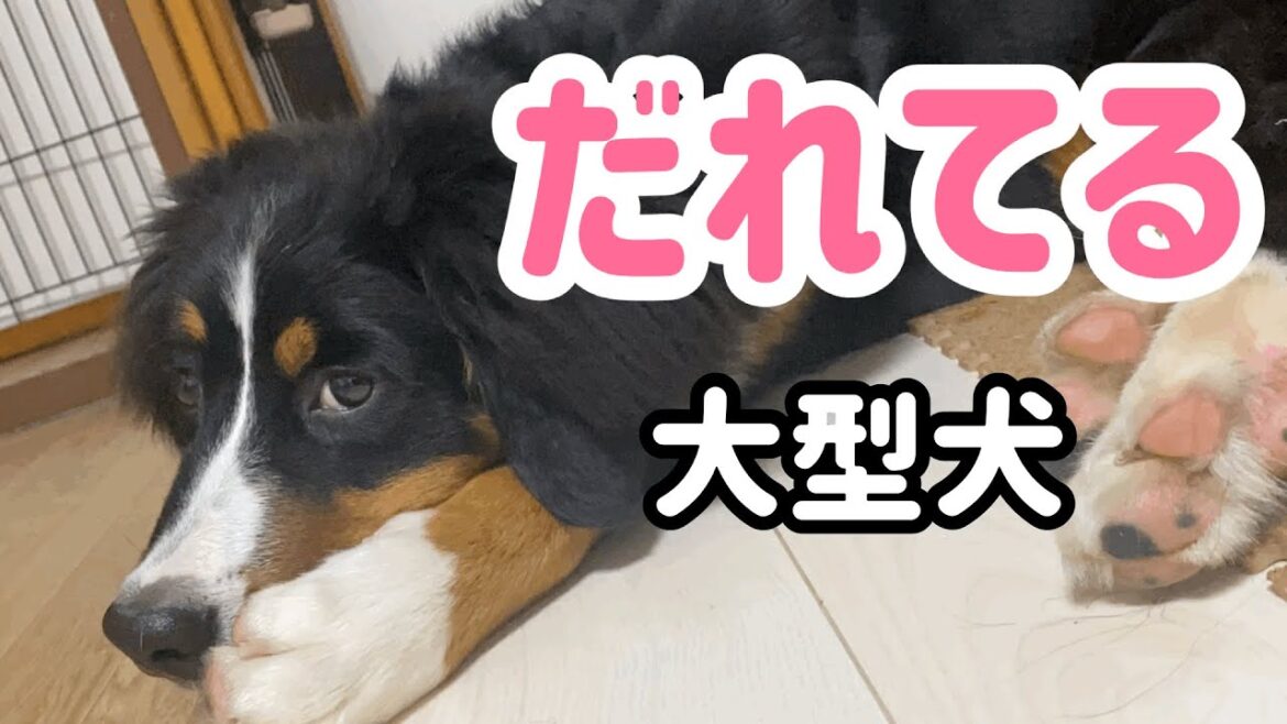 【大型犬の日常】バーニーズマウンテンドッグは暑さにとても弱いのです【Bernese Mountain Dog & Chihuahua】
