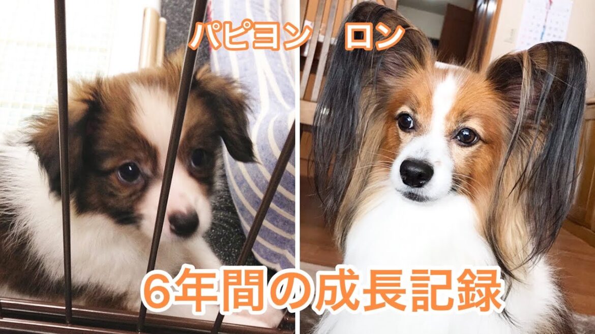 【パピヨン】０歳から６歳への成長記録【激変】