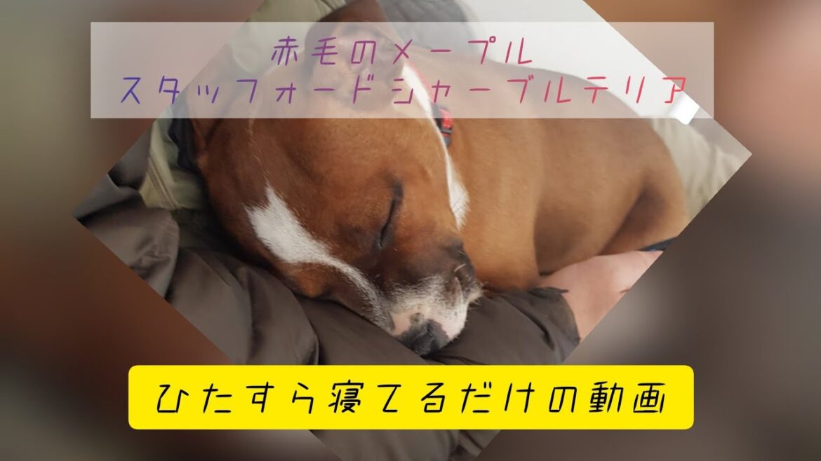 【スタッフォードシャーブルテリア 成長記録】寝てる姿をひたすら撮る