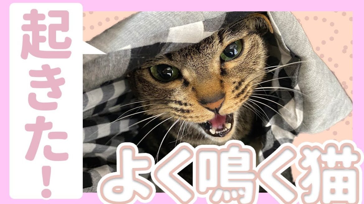 お昼寝から目覚めたらよく鳴く猫/キジトラ猫/日本猫