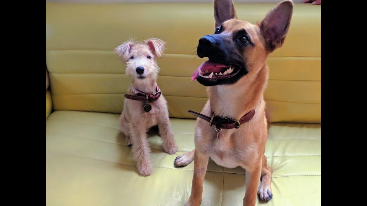 保護犬ドミノ、お友達のレークランドテリアのスコーン君と遊んで大はしゃぎ！