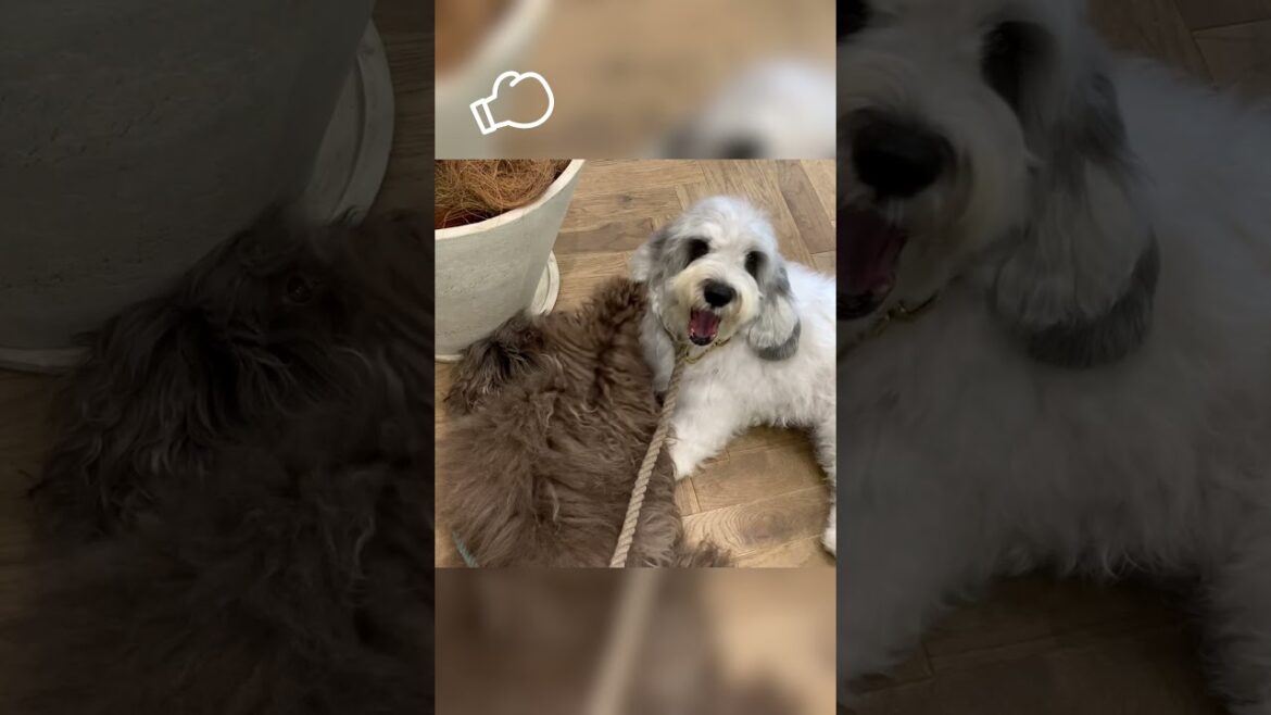 どっちが強い？看板犬ミンちゃん vs ぽち💥