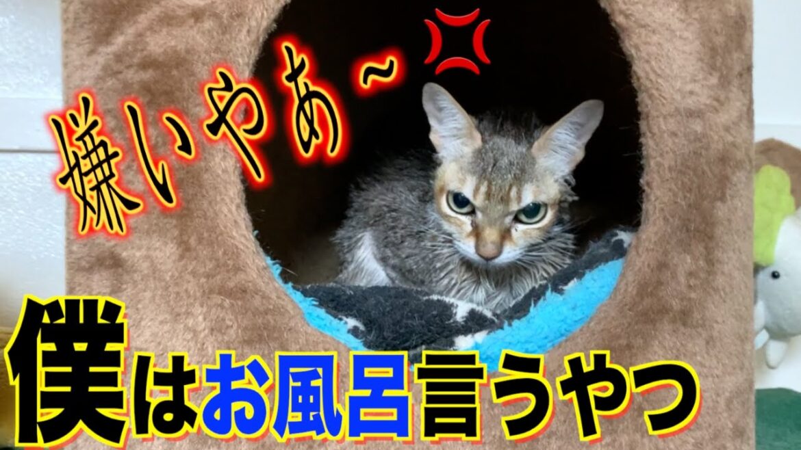 初めてのお風呂でご機嫌斜めなシンガプーラ