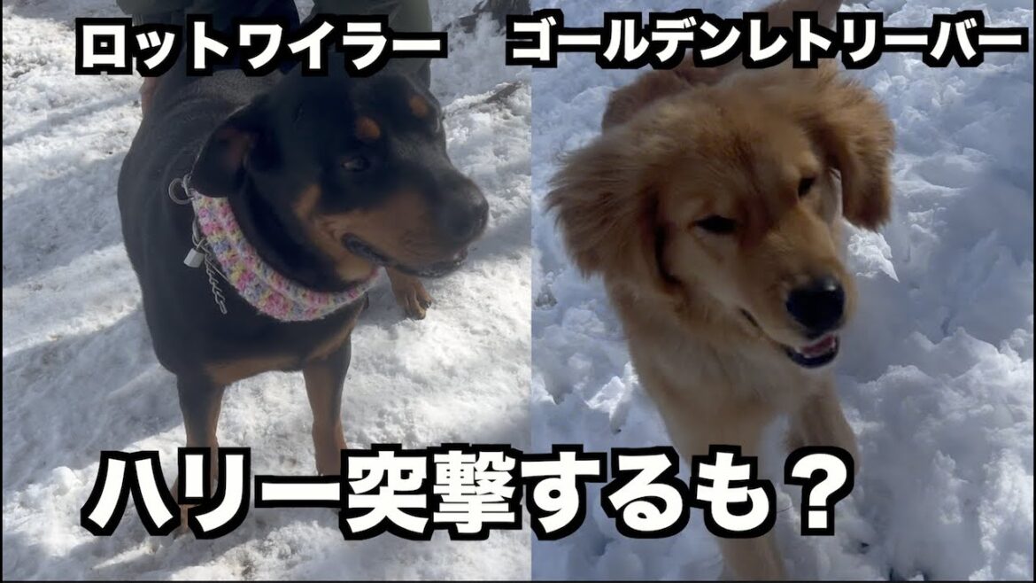 屈強なロットワイラーはゴールデンの体当たりではビクともしない