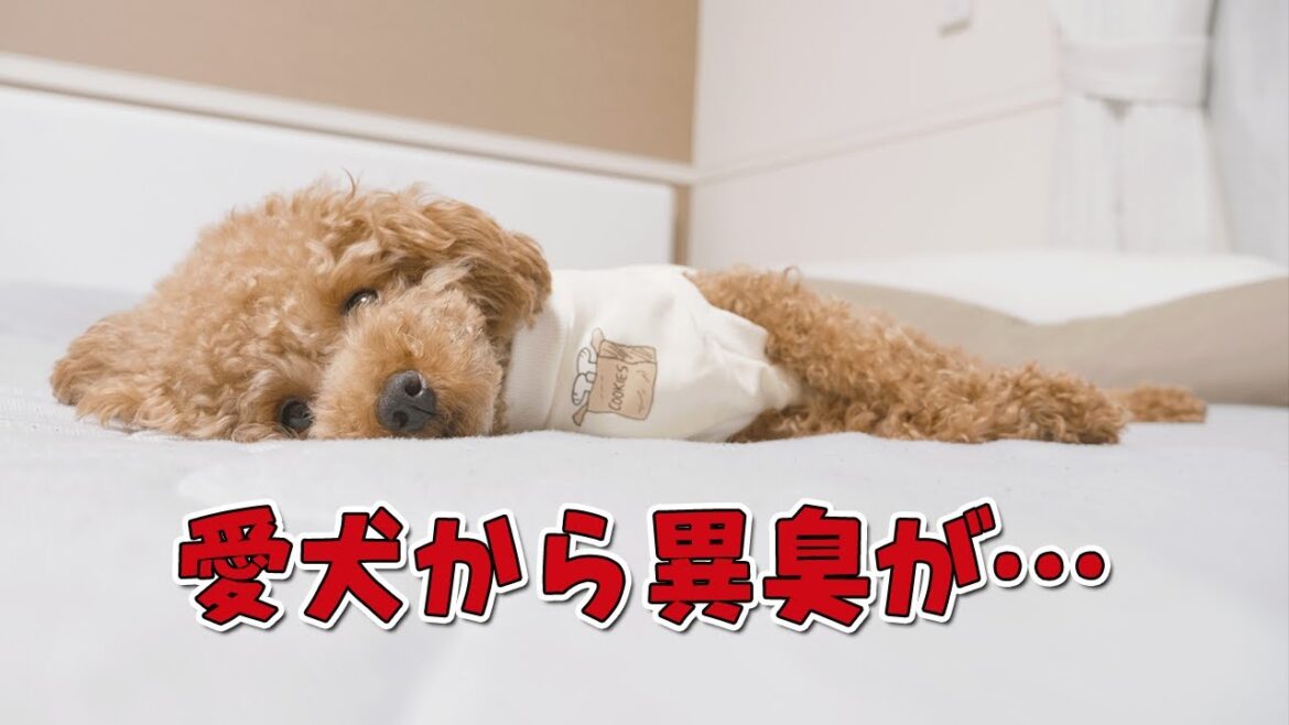 愛犬から異臭がしたので急遽病院へ連れて行きました【トイプードル】 愛犬から異臭がしたので急遽病院へ連れて行きました【トイプードル】