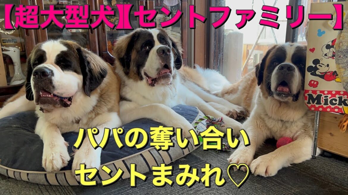 【超大型犬セントファミリー】パパの奪い合いでセントまみれ