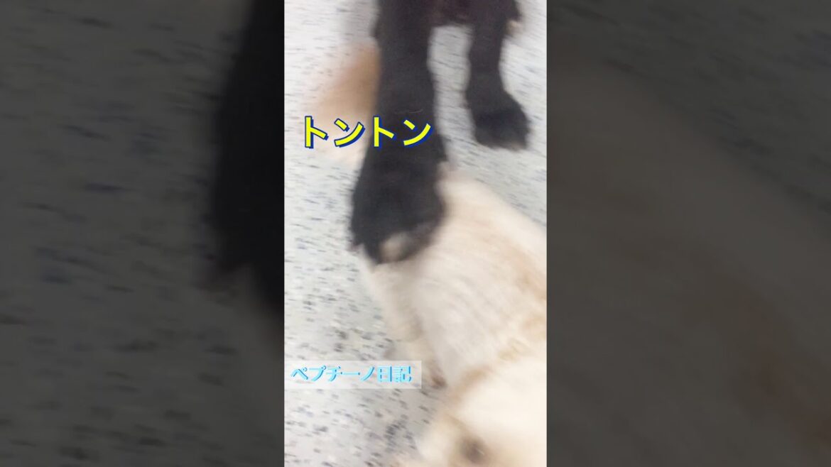 #Shorts びっくり！キャバプーを後ろからトントンする超大型犬は何犬？。Giant Neapolitan Mastiff wants to play with cavoodle.＃ショート