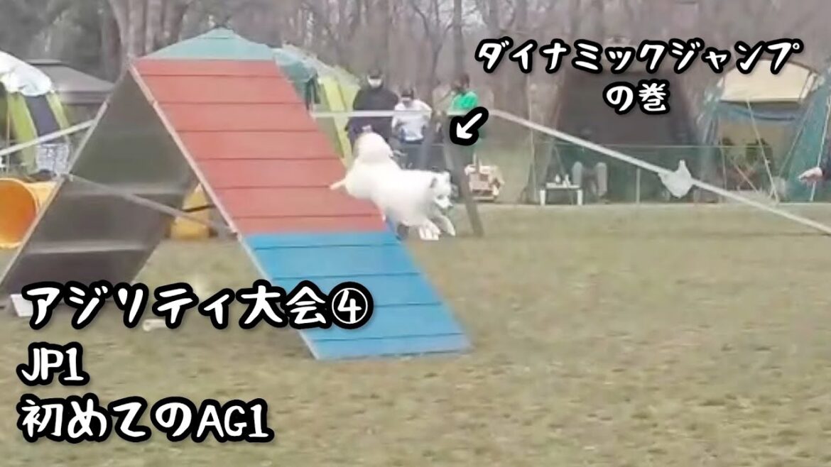 【アジリティ大会】初めてのAG1【日本スピッツ☆もち】