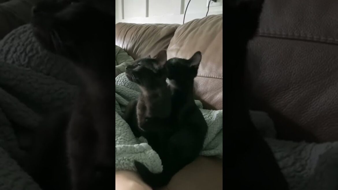 Cute Kittens grooming. Adorable Manx cats sisters. #shorts