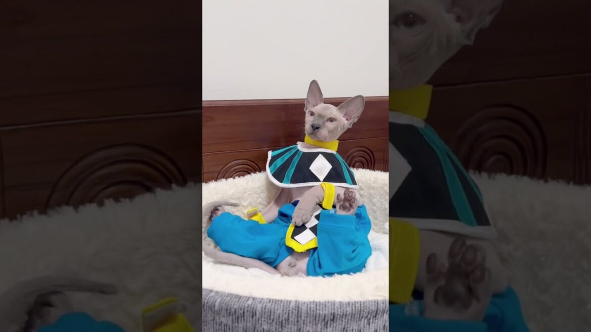 ドラゴンボール破壊神ビルス様に変身したスフィンクス猫【星の国の猫スルタン】