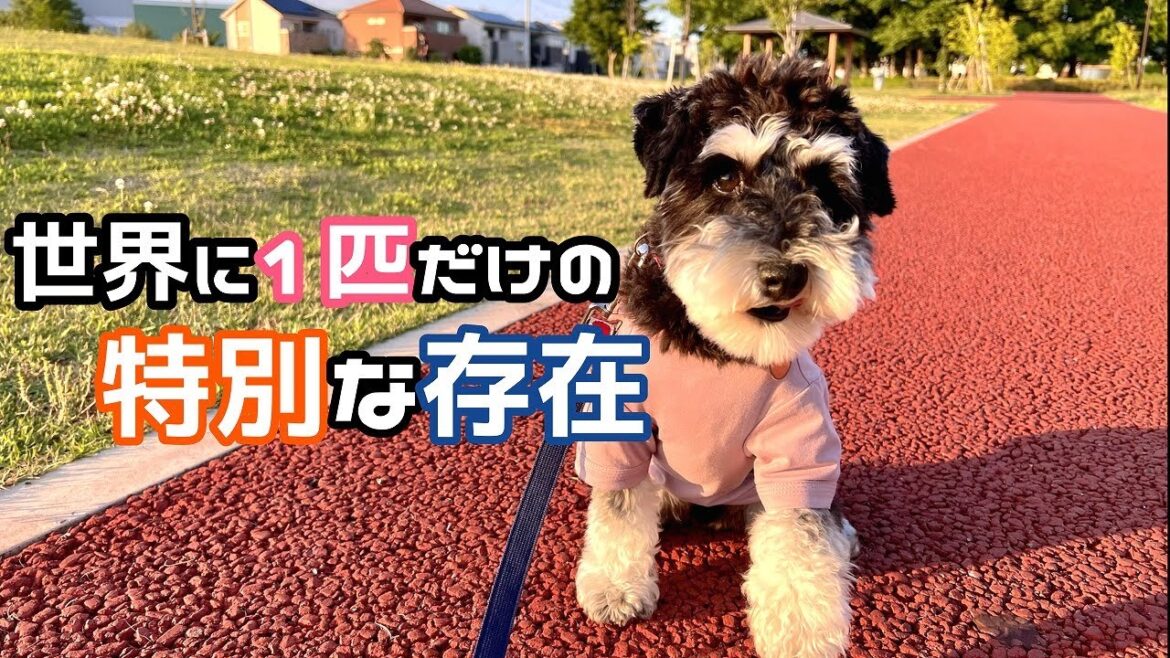 【特別な存在】先住犬に対して思うこと【ミニチュアシュナウザー】