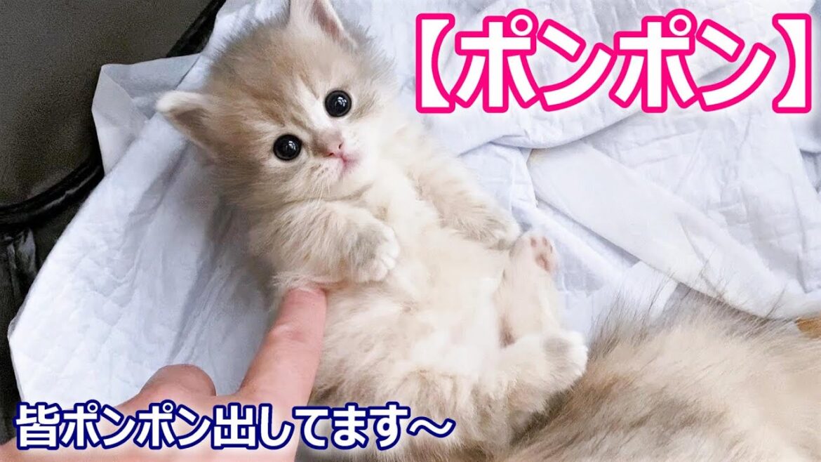 【子猫の成長記録】マンチカンの子猫達がポンポンしてる件 ∼猫のいる生活Vol.127∼ 出産動画 マンチカン短足・ミヌエット・ペルシャ猫専門ブリーダー『ペット蔵人』