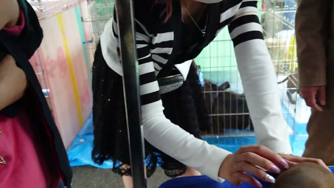 ダックス子犬 #ミニチュアダックス #ダックスフンド #スムースダックス