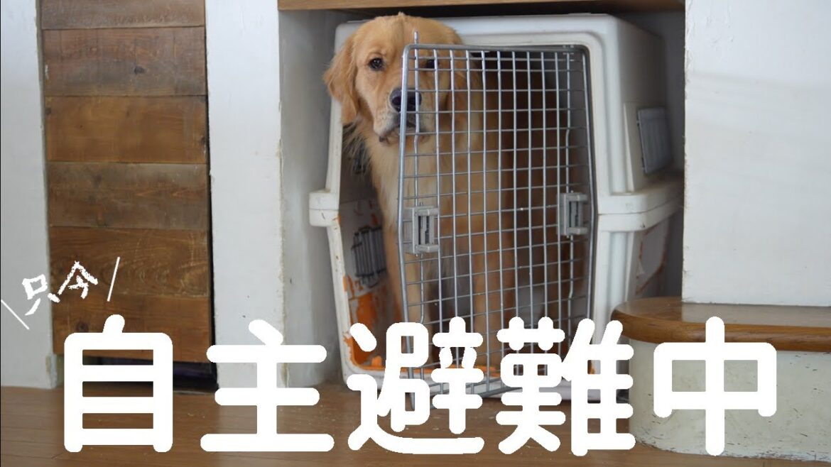 苦手な物の登場に自主避難中のゴールデンレトリバー