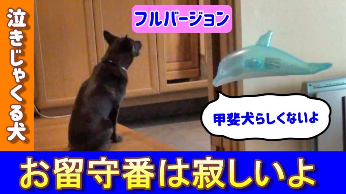 【甲斐犬の遠吠え!🙀】留守番犬の鳴き声 !狼みたいだけど寂しい声に切なさも感じる- 甲斐犬いち 【甲斐犬の遠吠え!🙀】留守番犬の鳴き声 !狼みたいだけど寂しい声に切なさも感じる- 甲斐犬いち