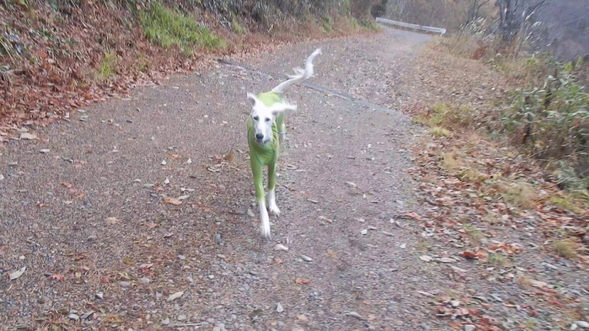 サルーキ　ぽぽ！独り立ち？！（Saluki・Irish Setter）