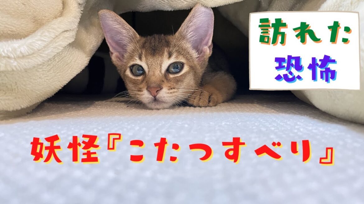 妖怪『こたつすべり』ガ現レタ・・・ | アビシニアンの子猫アビー