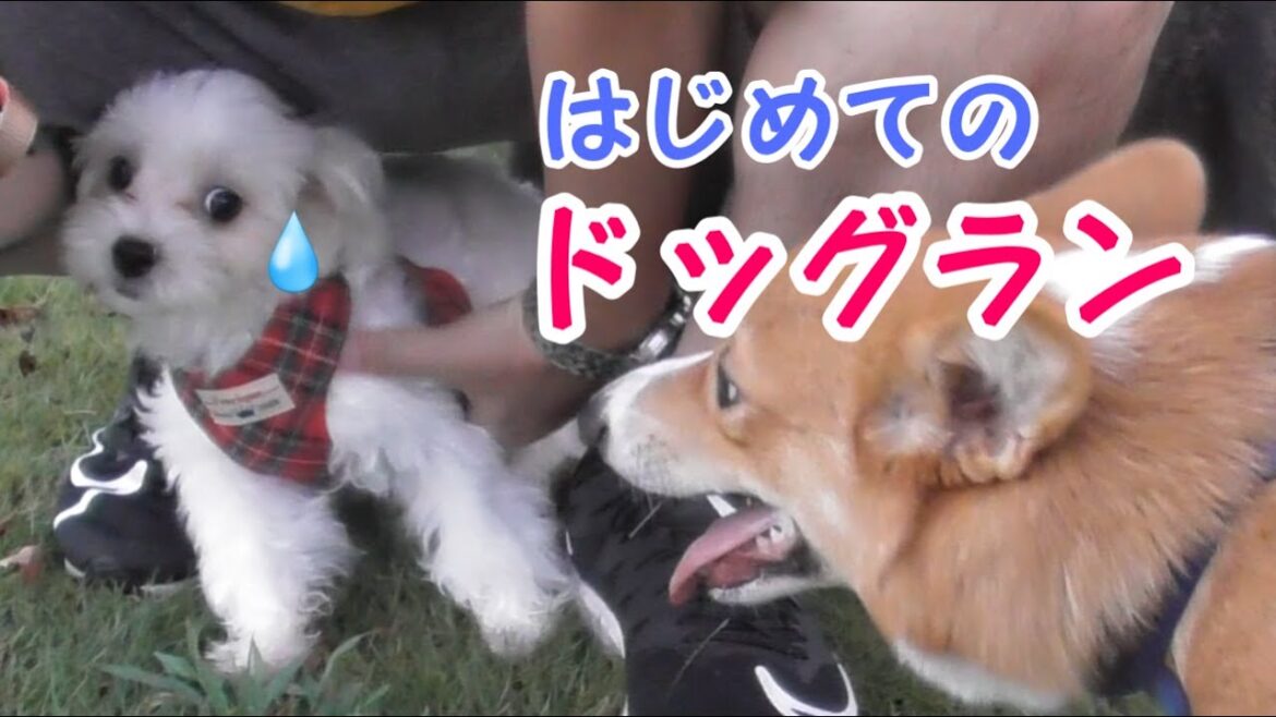 【Ｖｌｏｇ】５カ月のマルチーズが初めてのドッグランで大勢の犬に囲まれてしまった！【マルチーズ】