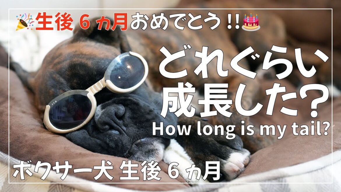 ボクサー犬 子犬が生後6ヶ月になったので身体測定をしてみました