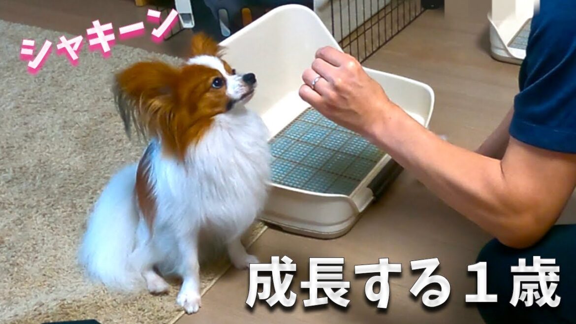 まだまだ成長する1歳パピヨン。ティッシュは気になるけどちゃんと待てるようになりました。「待て」習得しました！#papillon #パピヨン