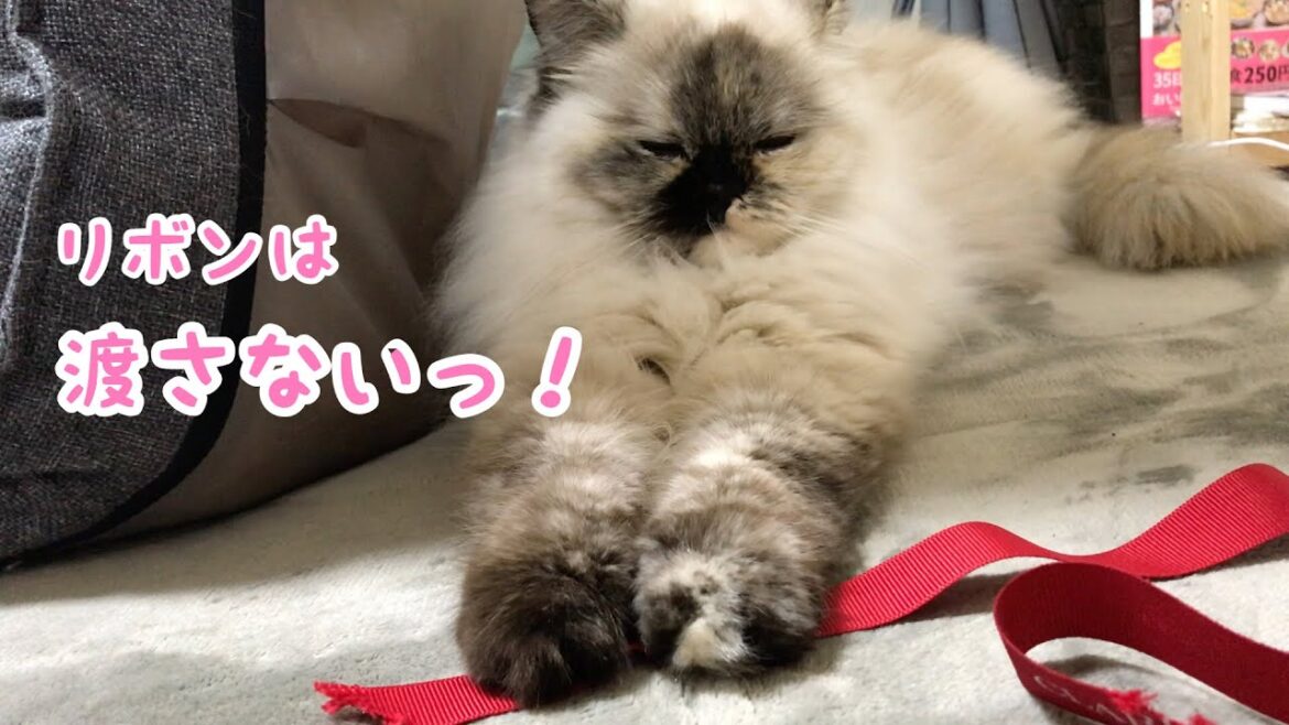 【キュン死注意】手が ピーーーーーンッ !!!!! ヒマラヤン猫     “A cat that resembles a Sphinx” 【キュン死注意】手が ピーーーーーンッ !!!!! ヒマラヤン猫     “A cat that resembles a Sphinx”
