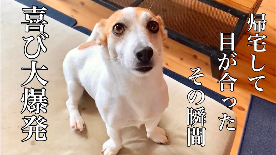 少しだけ留守番していただけなのに喜び方が異常な犬【ジャックラッセルテリア】Jack Russell Terrier