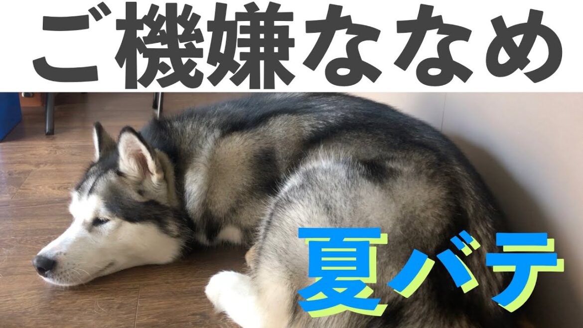 暑さのせいで飼い主をフルシカトするアラスカンマラミュート Alaskanmalamute had a no energy