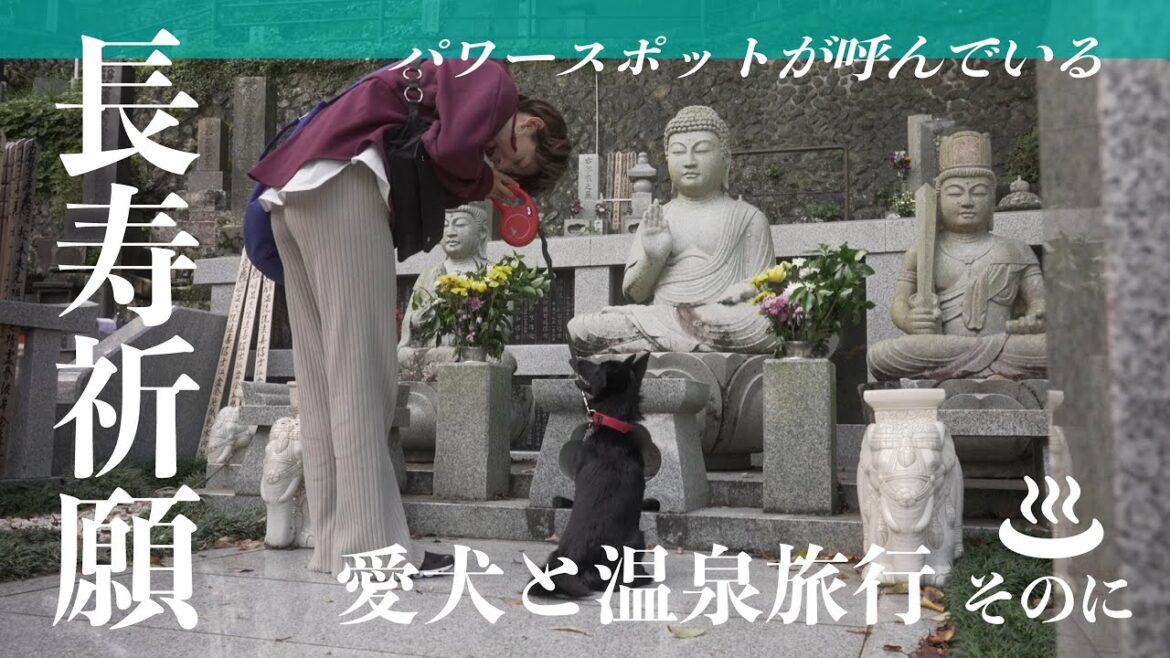 愛犬と長寿祈願 in 西伊豆（温泉旅行 後編）👽スキッパーキのマーフ
