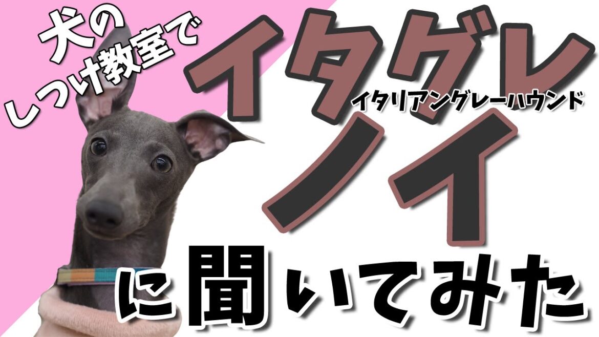 イタリアングレーハウンドのノイにしつけや暮らしについて、トレーニングしながら話を聞いてみた！【犬のしつけ教室で生徒さんにインタビュー】