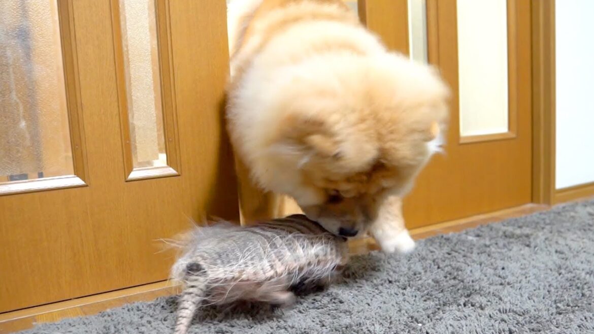 お互いに突進し合うチャウチャウ犬とアルマジロ